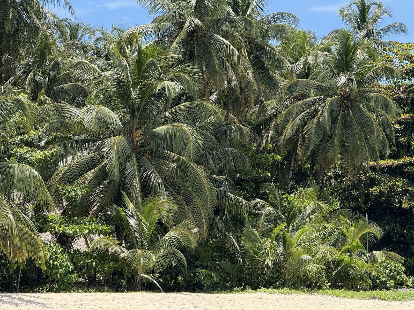 Jungle trail through palms crossing Isla Bastimentos toward Wizard Beach