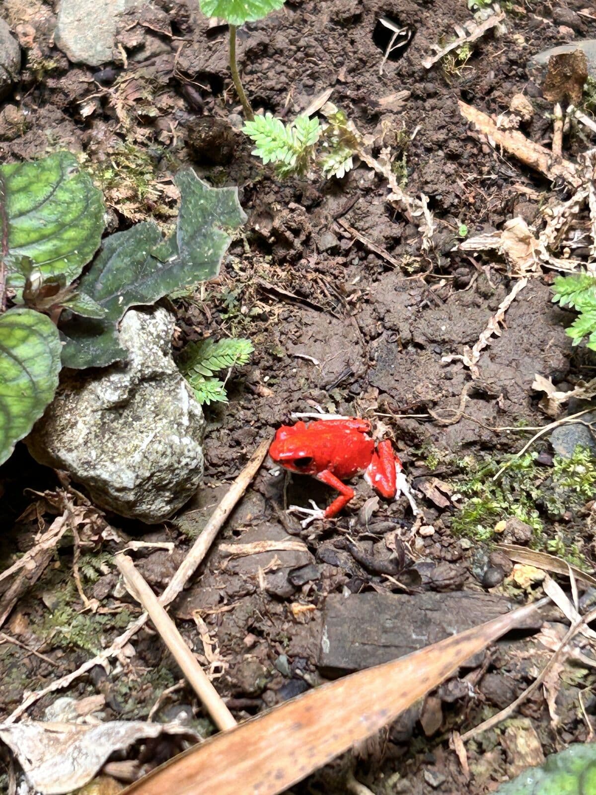 Tiny strawberry poison dart frog on the forest floor, Isla Bastimentos