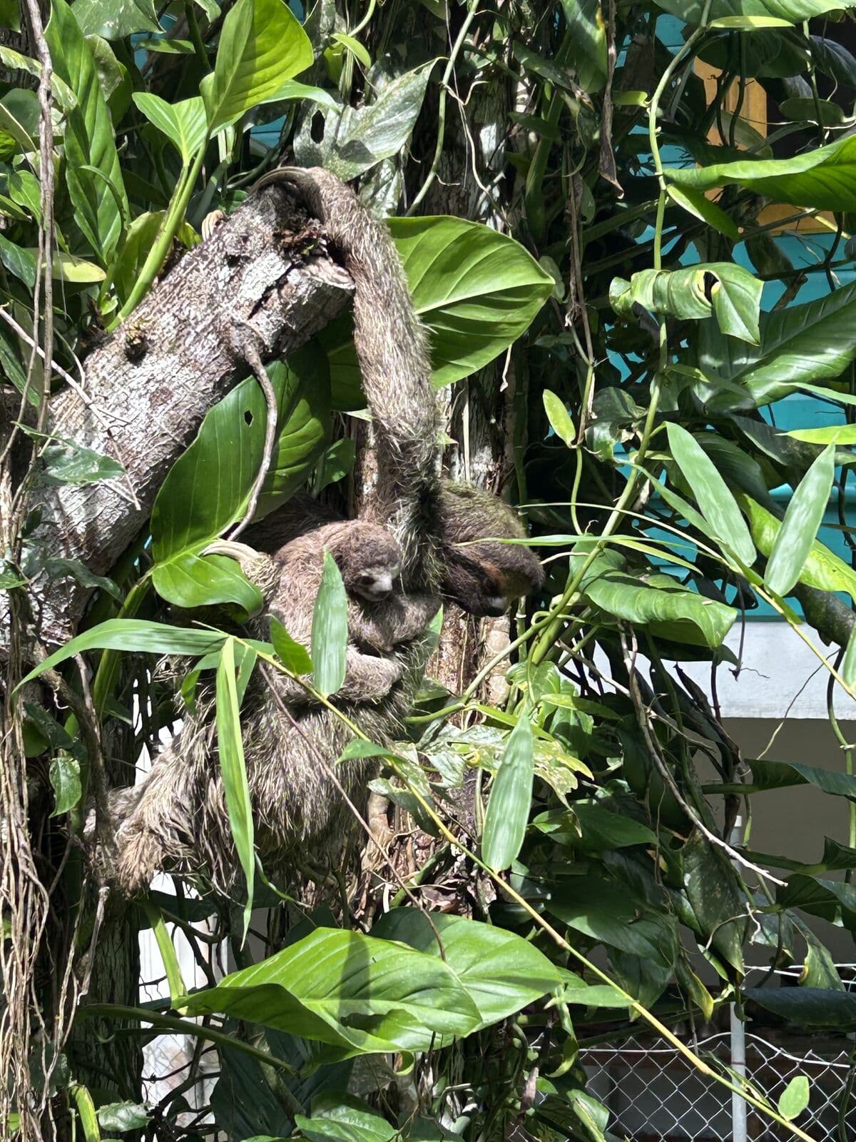 Sloth resting in a tree in the Bastimentos jungle