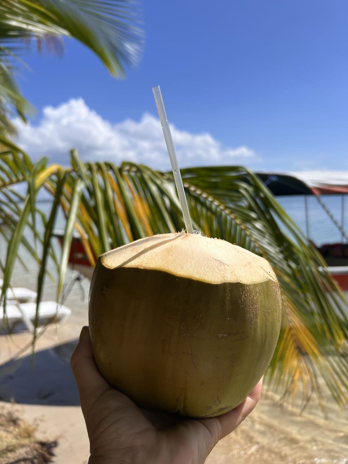 Fresh coconut with a straw at a beach bar in Bocas del Toro