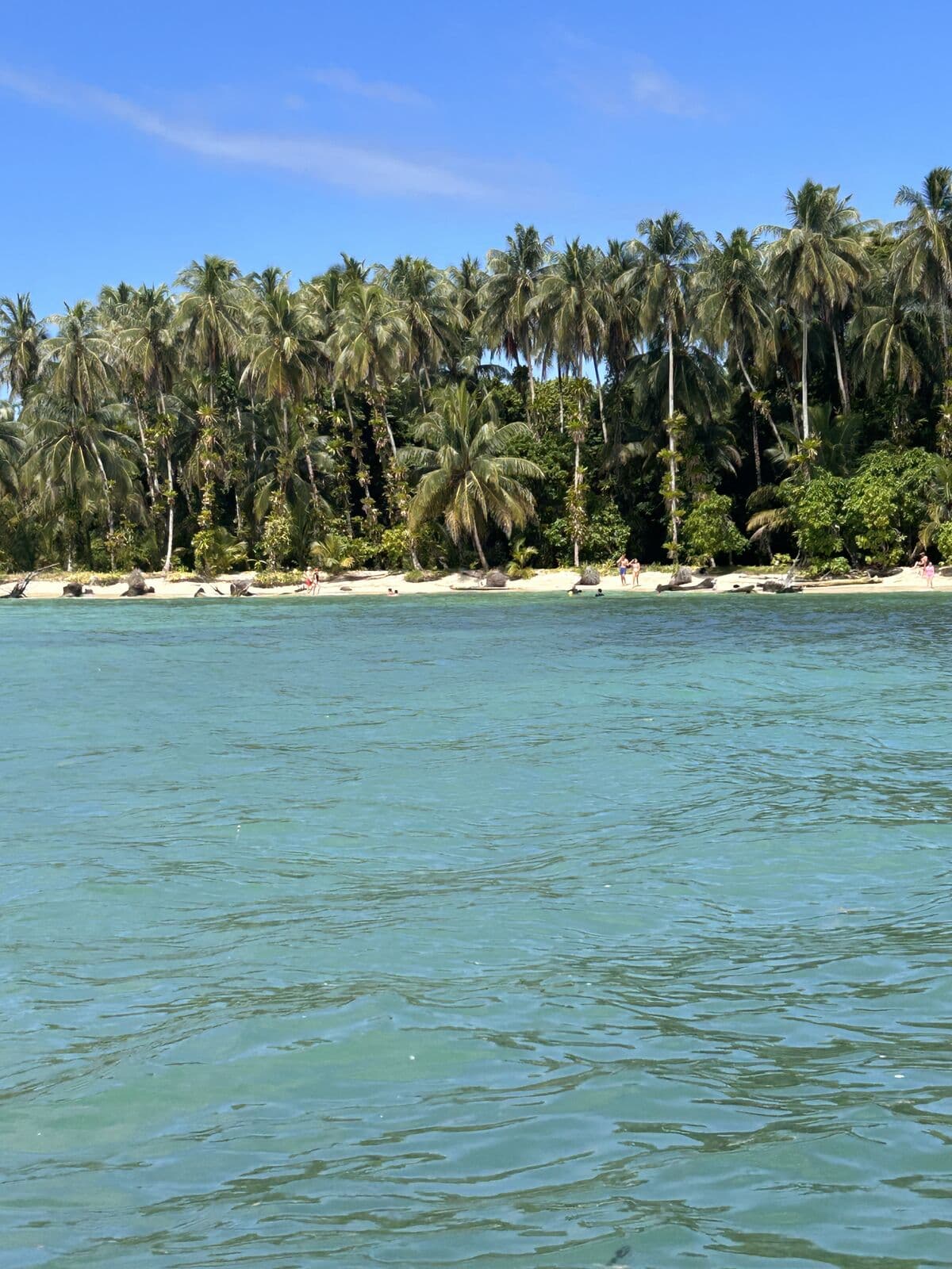 Palm-lined island shoreline illustrating the varied coasts around Bocas del Toro